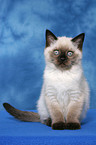 sitting british shorthair kitten