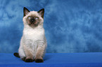 sitting british shorthair kitten