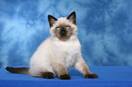 sitting british shorthair kitten