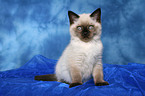 sitting british shorthair kitten