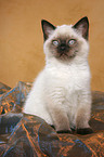 sitting british shorthair kitten