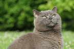 british shorthair tomcat portrait