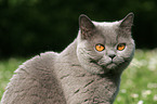 british shorthair portrait