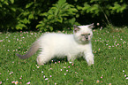 British shorthair kitten in the meadow