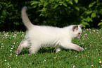 British shorthair kitten in the meadow