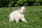 British shorthair kitten in the meadow