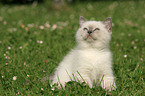 British shorthair kitten in the meadow