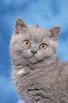 british shorthair kitten portrait