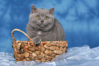 british shorthair kitten in basket