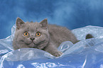 lying british shorthair kitten