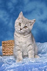 sitting british shorthair kitten