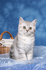 sitting british shorthair kitten