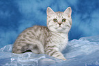 sitting british shorthair kitten