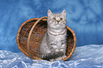 british shorthair kitten in basket