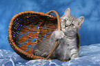 british shorthair kitten in basket