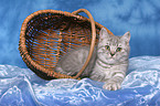 british shorthair kitten in basket