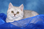 lying british shorthair kitten