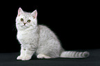 sitting british shorthair kitten