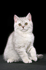 sitting british shorthair kitten