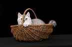 british shorthair kitten in basket