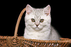 british shorthair kitten in basket