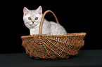 british shorthair kitten in basket