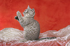 playing british shorthair kitten