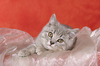 lying british shorthair kitten