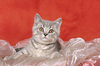 lying british shorthair kitten