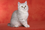 sitting british shorthair kitten