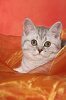 british shorthair kitten portrait