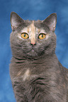 british shorthair portrait