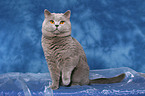 sitting british shorthaired tomcat