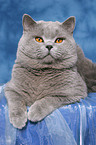 lying british shorthaired tomcat