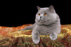 british shorthaired tomcat