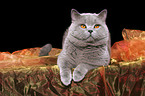 british shorthaired tomcat