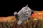 british shorthaired tomcat