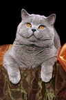 british shorthaired tomcat