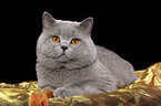 british shorthaired tomcat