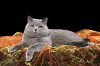 british shorthaired tomcat