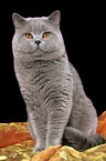 british shorthaired tomcat