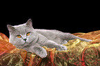 british shorthaired tomcat