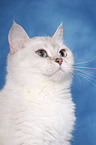 british shorthair portrait