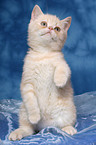 begging british shorthair kitten