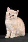 british shorthair kitten