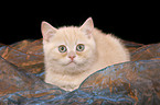 british shorthair kitten