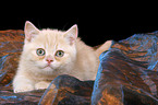 british shorthair kitten