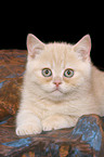 british shorthair kitten