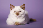 british shorthair kitten