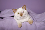 british shorthair kitten